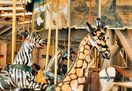 Dentzel Outside Row Giraffe with 2nd and 3rd Row Mules Before Restoration